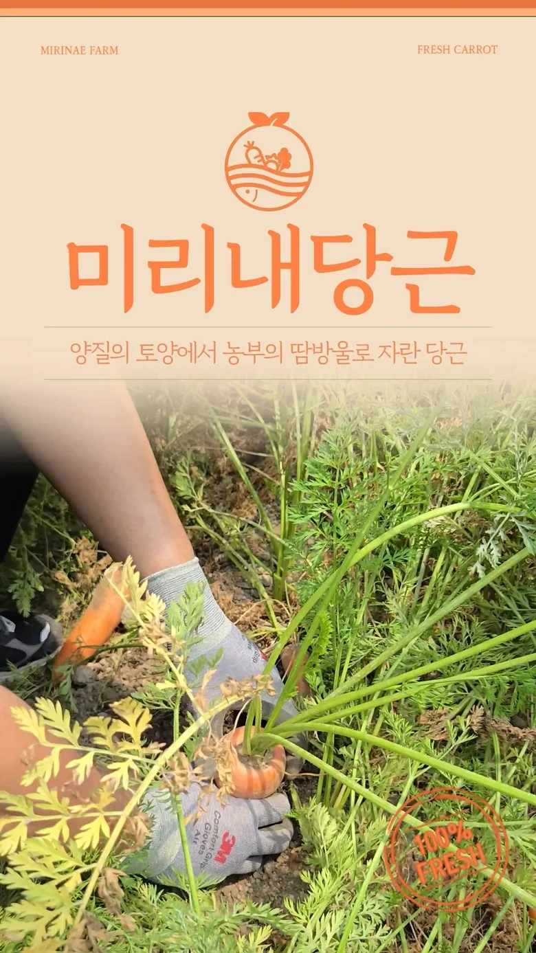 지금 막 직접 캔 당근을 부러뜨려 싱싱한 속 안을 보여주는 모습