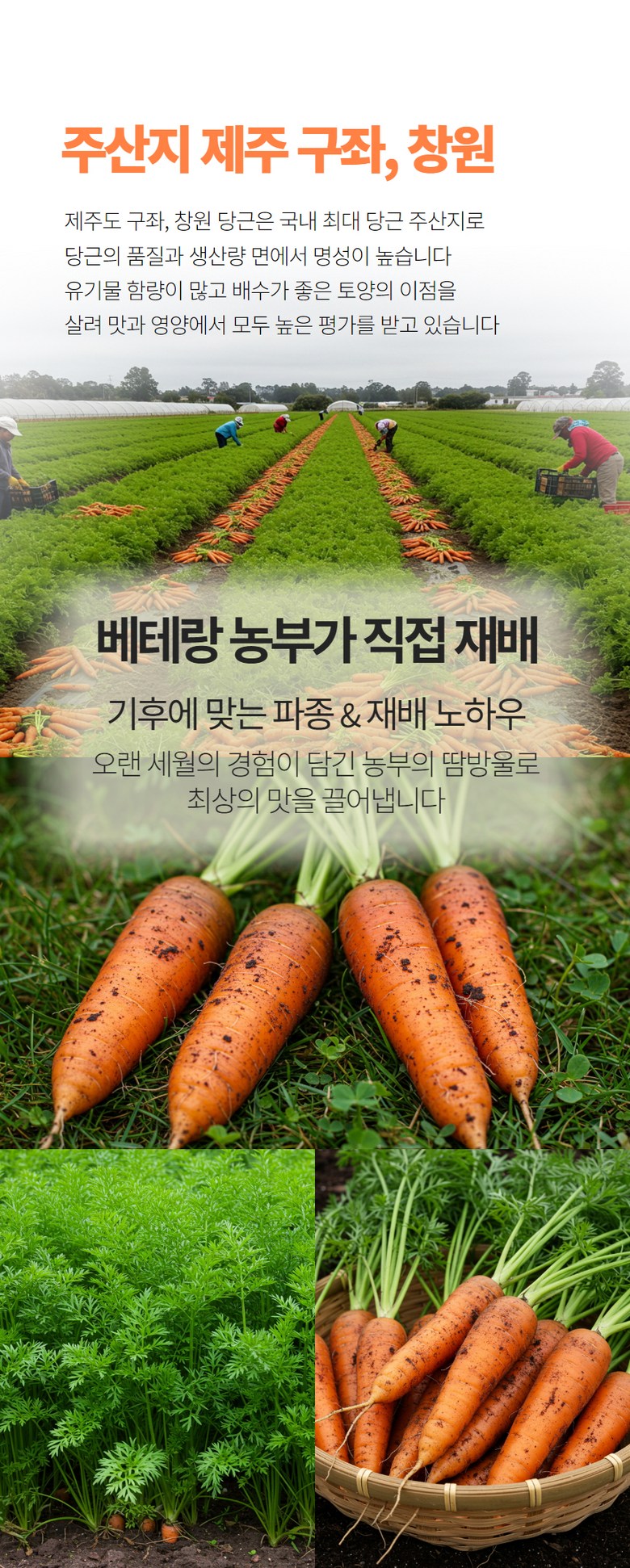 미리내 농수산은 기후에 맞는 파종&재배 노하우로 최상품의 당근을 판매