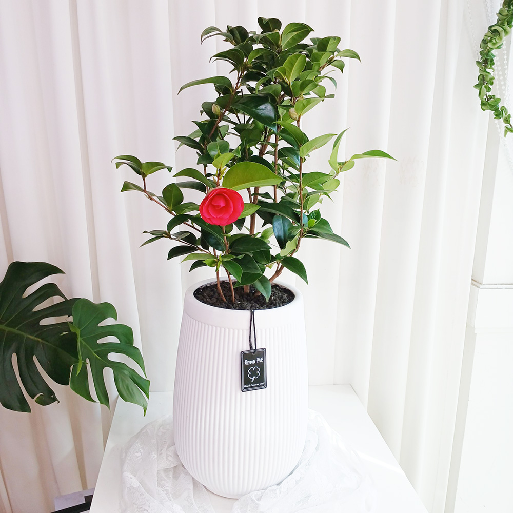 동백화분 - 검색결과 | 쇼핑하우