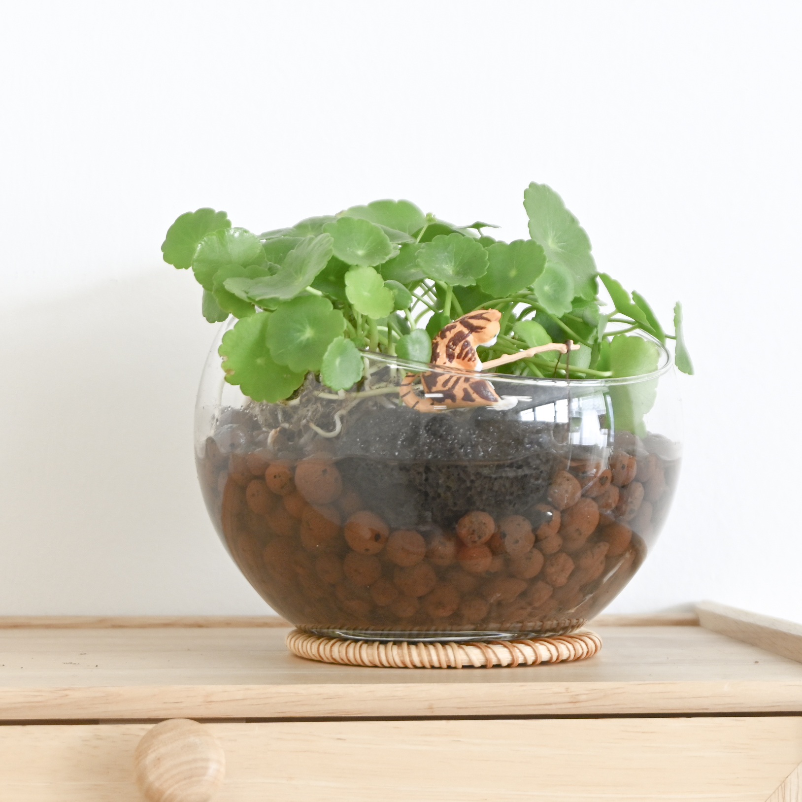 물로 키우는 식물 - 검색결과 | 쇼핑하우