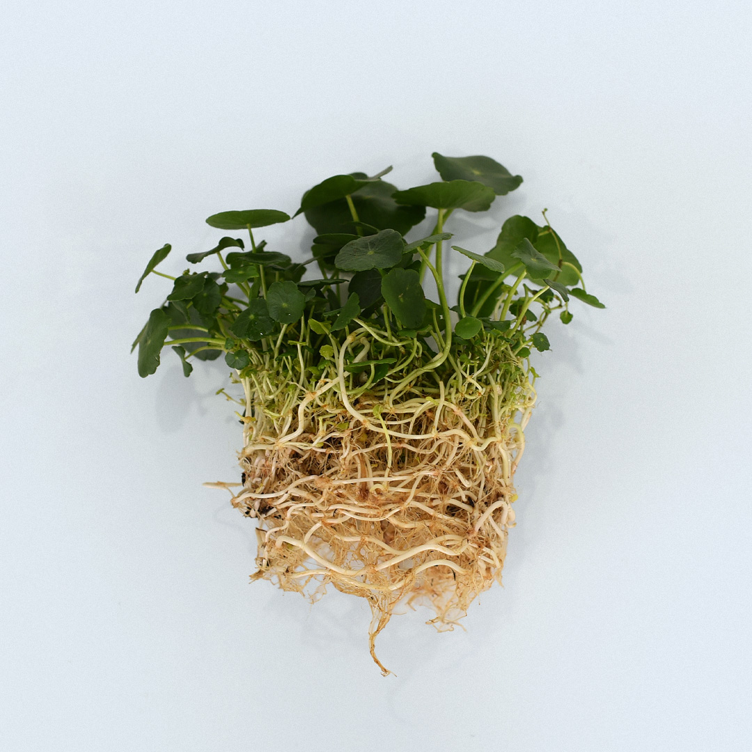 워터코인 - 검색결과 | 쇼핑하우