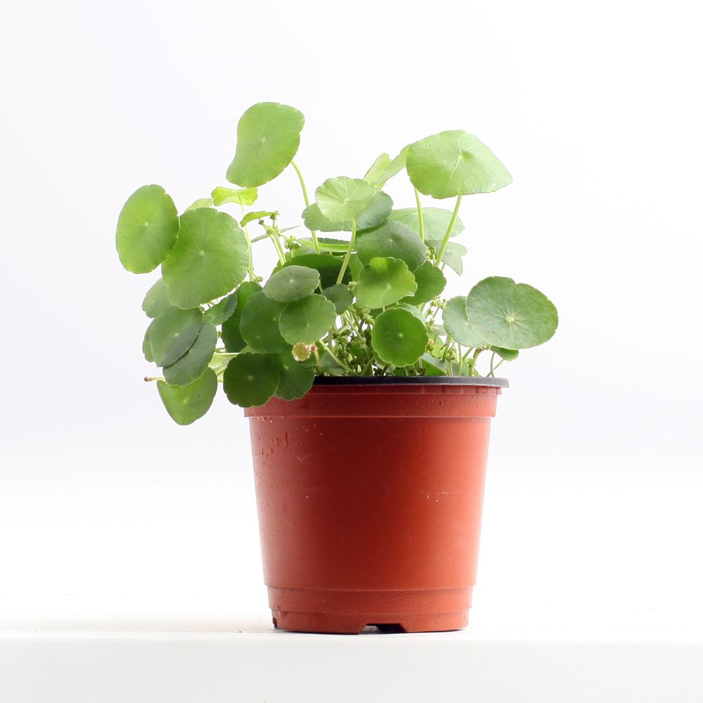 워터코인수경재배 - 검색결과 | 쇼핑하우