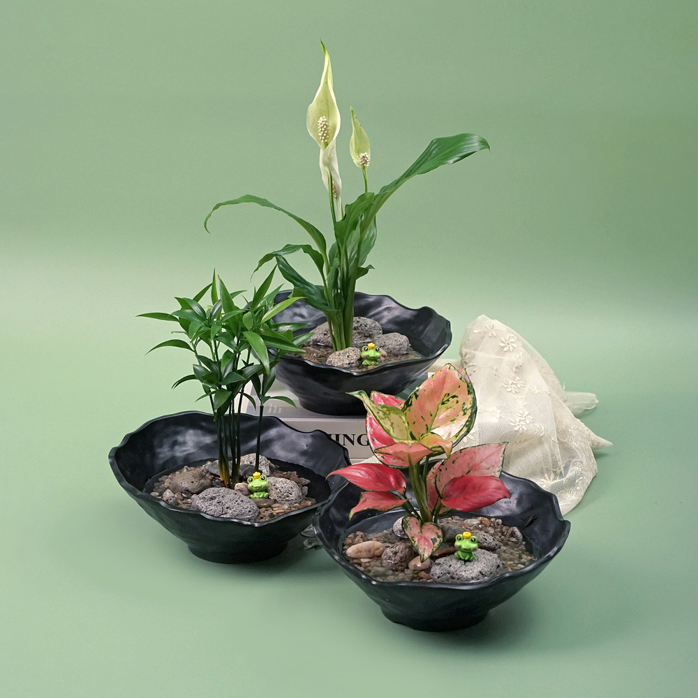 어항 정화 식물 - 검색결과 | 쇼핑하우