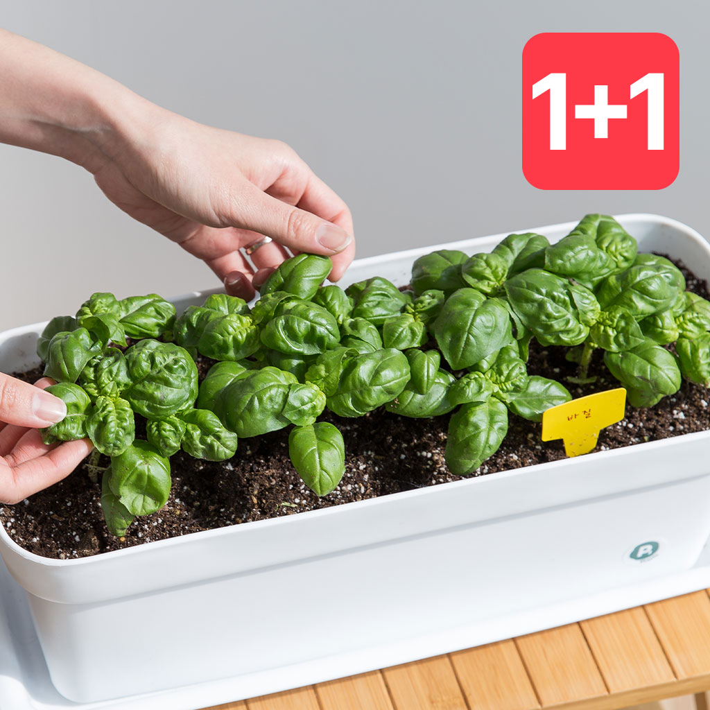1+1 허브 모음 스위트바질 로즈마리 타임 애플민트 페퍼민트