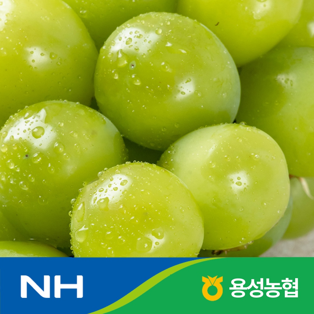 [용성농협] 샤인머스켓 정품2kg(2-3수) / 달콤하고 톡톡 씹히는 식감