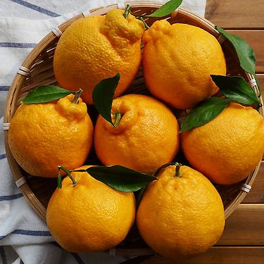 하우스 고당도 한라봉 2KG 중과