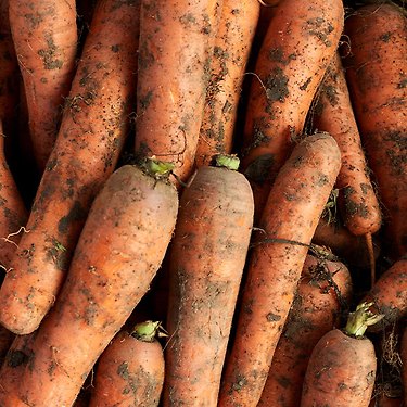 [톡딜] 제주 구좌 흙당근 5kg 중 (6,620원~ / 무료)