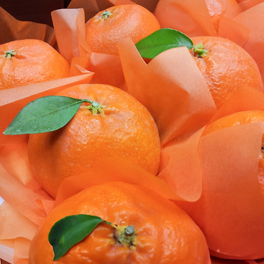 천혜향 소과 2kg 15과 내외