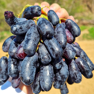 고당도 블랙사파이어 포도 1kg