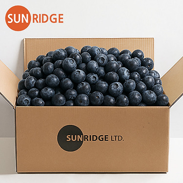 칠레산 생 블루베리 125g 5팩