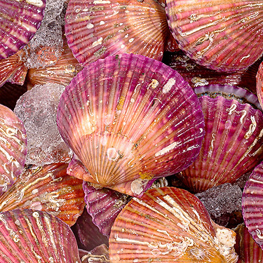 통영 홍가리비 3kg