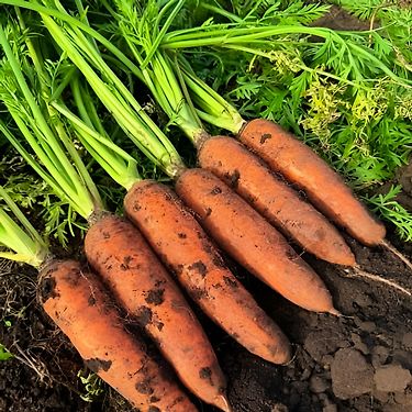 제주 구좌 햇 주스용 당근 10kg