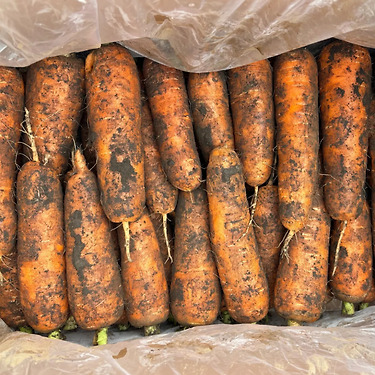 못난이 제주당근 주스용