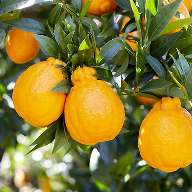 제주 산지직송 노지 고당도 한라봉