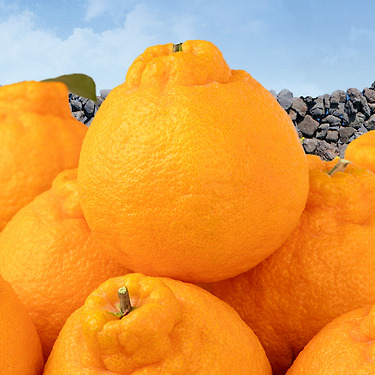 제주 가정용 한라봉