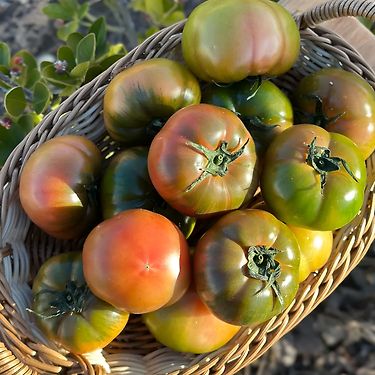 대저 토마토 일반(2L-L) 2.5kg