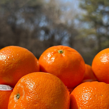 고당도 미국산 만다린 귤 1kg