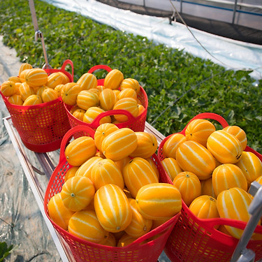 [톡딜] 선별상품 고당도 성주 꿀참외 소과 5kg 등 다양 (26,900원 /무배)