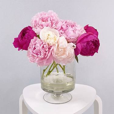 [톡딜] 작약꽃 5송이 (9,900원/무료)